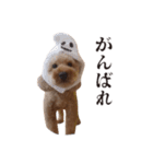 ちょこのごあいさつ2（個別スタンプ：13）