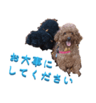 トイプーの兄弟（個別スタンプ：2）