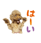 トイプーの兄弟（個別スタンプ：5）