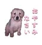 トイプーの兄弟（個別スタンプ：8）