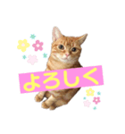 それゆけみぱぷ！season2（個別スタンプ：5）