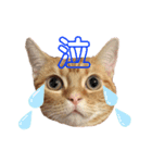 それゆけみぱぷ！season2（個別スタンプ：6）