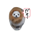マロンちゃんはポメラニアン（個別スタンプ：3）