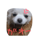 マロンちゃんはポメラニアン（個別スタンプ：5）
