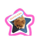 かわいすぎわんこの日常（個別スタンプ：2）