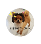 かわいすぎわんこの日常（個別スタンプ：5）