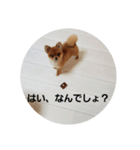 かわいすぎわんこの日常（個別スタンプ：8）