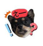pet.akiyo.ohagi（個別スタンプ：5）