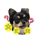 pet.akiyo.ohagi（個別スタンプ：8）