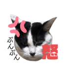 pet.akiyo.ohagi（個別スタンプ：13）