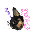 pet.akiyo.ohagi（個別スタンプ：16）