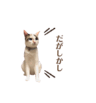 気分屋 まろさん .（個別スタンプ：7）