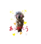 dogstamp_m（個別スタンプ：1）
