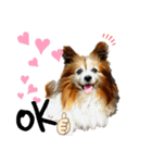 dogstamp_m（個別スタンプ：2）