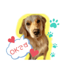 dogstamp_m（個別スタンプ：3）