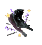 dogstamp_m（個別スタンプ：5）