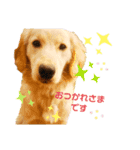 dogstamp_m（個別スタンプ：6）