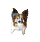 dogstamp_m（個別スタンプ：7）