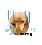 dogstamp_m（個別スタンプ：8）
