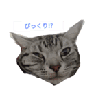こたスタンプ_（個別スタンプ：1）