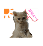きなこの日記（個別スタンプ：1）