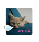 きなこの日記（個別スタンプ：2）