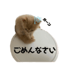きなこの日記（個別スタンプ：4）