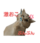 きなこの日記（個別スタンプ：7）