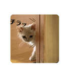 きなこの日記（個別スタンプ：8）