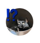 ぽぽるいす（個別スタンプ：1）