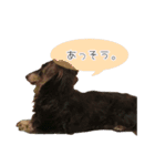 ダックスのブラウニー（個別スタンプ：4）