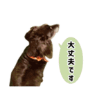 ダックスのブラウニー（個別スタンプ：8）