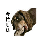 ダックスのブラウニー（個別スタンプ：10）