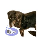 ダックスのブラウニー（個別スタンプ：11）