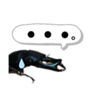 オオクワガタのちくわ（個別スタンプ：1）