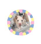 ハムスターのコロちゃん2（個別スタンプ：3）