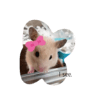 ハムスターのコロちゃん2（個別スタンプ：7）