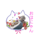 サイベリアン アメリカンショートヘア（個別スタンプ：1）