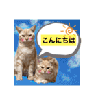 サイベリアン アメリカンショートヘア（個別スタンプ：2）