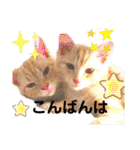 サイベリアン アメリカンショートヘア（個別スタンプ：3）