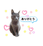 サイベリアン アメリカンショートヘア（個別スタンプ：5）