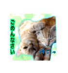 サイベリアン アメリカンショートヘア（個別スタンプ：6）