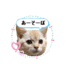 サイベリアン アメリカンショートヘア（個別スタンプ：7）