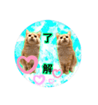 サイベリアン アメリカンショートヘア（個別スタンプ：8）