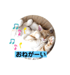 サイベリアン アメリカンショートヘア（個別スタンプ：9）