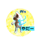サイベリアン アメリカンショートヘア（個別スタンプ：11）