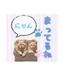 サイベリアン アメリカンショートヘア（個別スタンプ：14）