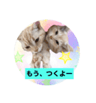 サイベリアン アメリカンショートヘア（個別スタンプ：16）