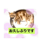 サイベリアン アメリカンショートヘア（個別スタンプ：20）