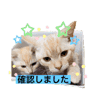 サイベリアン アメリカンショートヘア（個別スタンプ：21）